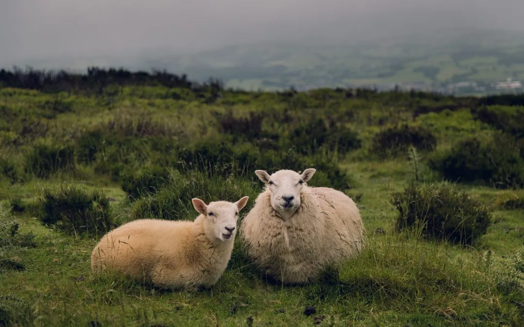Vowel length in sheep /i/ and ship /ɪ/ vowels: