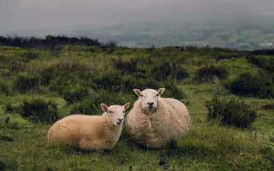 Vowel length in sheep /i/ and ship /ɪ/ vowels: